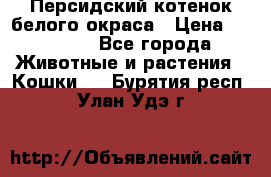 Персидский котенок белого окраса › Цена ­ 35 000 - Все города Животные и растения » Кошки   . Бурятия респ.,Улан-Удэ г.